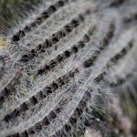 Comment éliminer les chenilles processionnaires du pin à Villepot ?