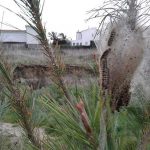 chenilles processionnaires du pin à Saint-Michel-Chef-Chef