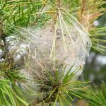 chenilles processionnaires du pin à Saint-Gildas-des-Bois