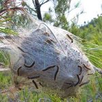 Quand éliminer les chenilles processionnaires du pin à Ancenis-Saint-Géréon ?