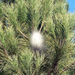 chenilles processionnaires du pin à Saint-Sébastien-sur-Loire