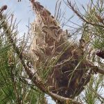 Pourquoi détruire les chenilles processionnaires du pin à Joué-sur-Erdre ?