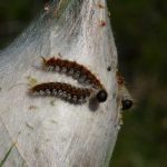 chenilles processionnaires du pin à La Haie-Fouassière
