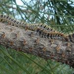 Quand détruire les chenilles processionnaires du pin à Louisfert ?