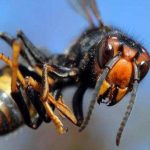 Entreprise Frelons asiatiques à Montoir-de-Bretagne