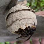 Entreprise Frelons asiatiques à Petit-Auverné