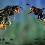 Entreprise Frelons asiatiques à Casson