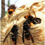 Entreprise Frelons asiatiques à Grand-Auverné