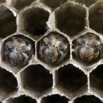 Entreprise Guêpes à Mauves-sur-Loire