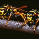 Entreprise Guêpes à Petit-Mars