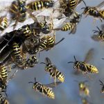 Entreprise Guêpes à Gétigné