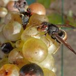 destruction de nid de frelons asiatiques à Sainte-Anne-sur-Brivet