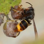 destruction de nid de frelons asiatiques à Sévérac