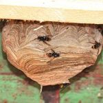 destruction de nid de frelons asiatiques à Teillé
