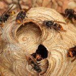 destruction de nid de frelons asiatiques à Lavau-sur-Loire