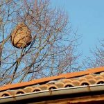 destruction de nid de frelons asiatiques à Saint-Philbert-de-Grand-Lieu