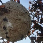 destruction de nid de frelons asiatiques à Gétigné
