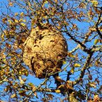 destruction de nid de frelons asiatiques au Gâvre