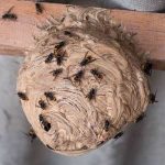 destruction de nid de frelons asiatiques à Vue