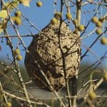 destruction de nid de frelons asiatiques à Vieillevigne