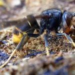 destruction de nid de frelons asiatiques à Montrelais