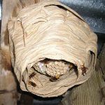 destruction de nid de frelons européens à Marsac-sur-Don