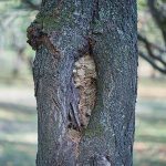 destruction de nid de frelons européens à La Meilleraye-de-Bretagne