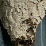 destruction de nid de frelons européens à Saint-Joachim