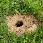 destruction de nid de guêpes à Rezé