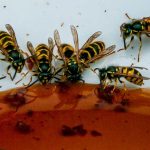 destruction de nid de guêpes à Grandchamps-des-Fontaines