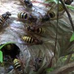 destruction de nid de guêpes à Mésanger