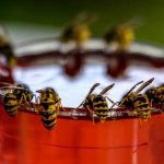 destruction de nid de guêpes à Moisdon-la-Rivière
