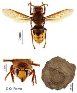 frelon européen et son nid